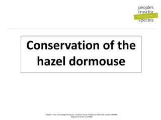 Dormouse Conservation Methods and Surveys