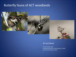 Butterfly Fauna of ACT Woodlands and Conservation Efforts