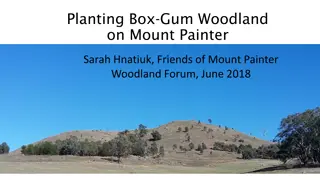 Revitalizing Mount Painter Woodland: A Journey of Conservation and Growth