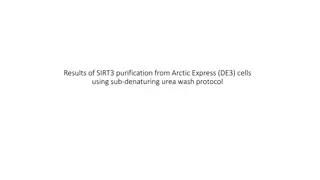 Results of SIRT3 Purification from Arctic Express Cells using Urea Wash Protocol