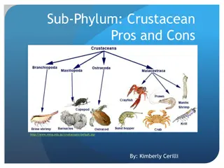 Pros and Cons of Crustaceans: A Detailed Overview