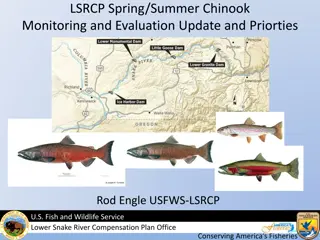 Chinook Monitoring and Evaluation Update for Lower Snake River Compensation Plan Office