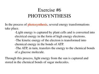 Photosynthesis: Energy Transformations and Chlorophyll Absorption