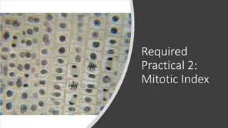 Understanding Mitotic Index in Practical Biology