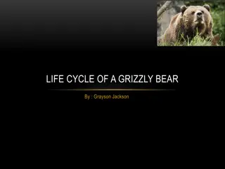 Exploring the Life Cycle and Habitat of a Grizzly Bear