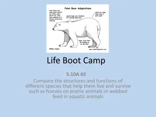 Comparative Structures and Functions in Different Species