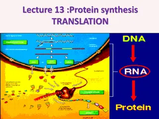 Protein Synthesis and Translation Process