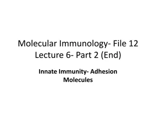 Role of Adhesion Molecules in Immune Response to SARS-CoV-2 Engagement