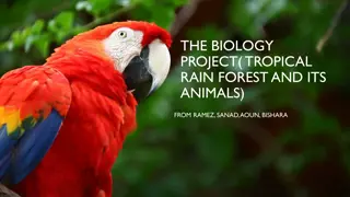 Exploring the Fascinating Tropical Rainforest and Its Animals