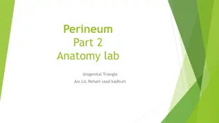 The Anatomy of the Urogenital Triangle in Perineum - Part 2