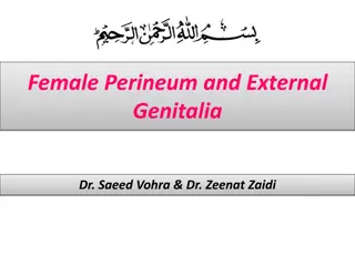 Female Perineum and External Genitalia Anatomy