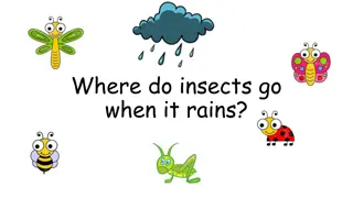 Where Do Insects Go When It Rains?