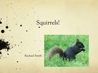 Fascinating World of Squirrels: Facts and Insights