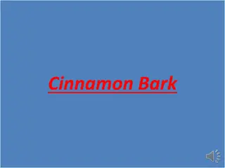 Exploring the Wonders of Cinnamon Bark and Its Uses