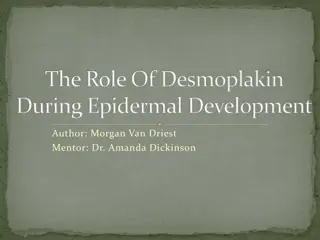 The Role of Desmoplakin in Epidermal Development