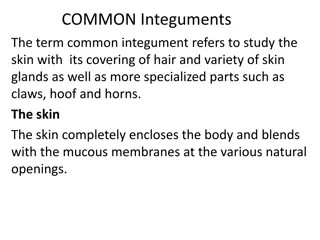 The Common Integuments and Skin Anatomy