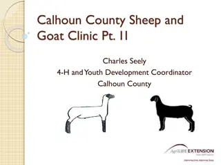 Sheep and Goat Clinic: Feeding, Exercising, and Show Preparation Tips