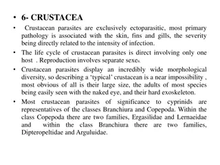 Crustacean Parasites in Fish: Understanding Argulosis and Its Impact