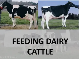 Dairy Cattle Feeding: Terms, Nutritional Areas, and Advantages