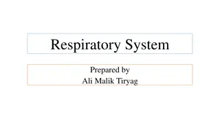 Understanding the Respiratory System: An Overview