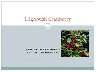 Comprehensive Guide to Highbush Cranberry (Viburnum trilobum)