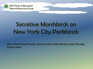 NYC Parks & Recreation Natural Resources Group Marshbirds Surveys