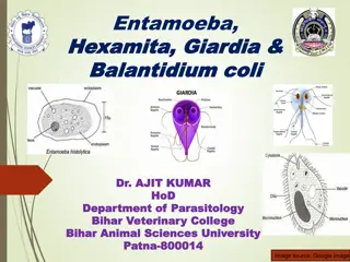 Entamoeba Histolytica: A Detailed Overview