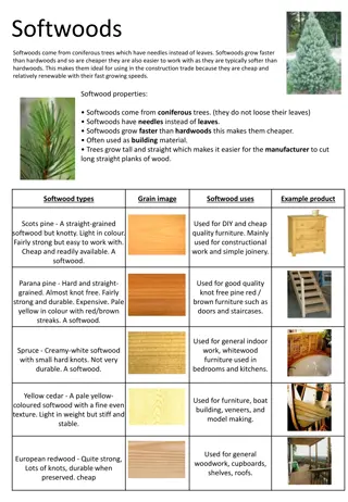 Softwoods: Properties, Types, and Uses