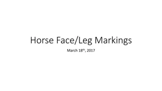 Horse Face and Leg Markings