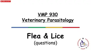 Veterinary Parasitology: Flea & Lice Overview