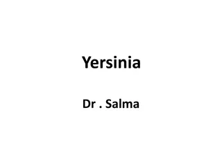 Yersinia Pestis: The Bacterium Behind the Black Death