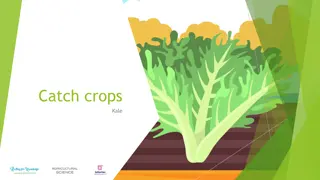 Catch Crops and Kale Cultivation