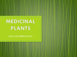 Medicinal Plants in Presov Region: Tussilago and Urtica Dioica