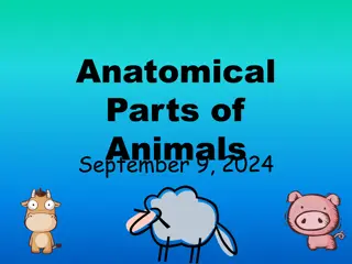 Anatomical Parts of Different Animals Visual Guide