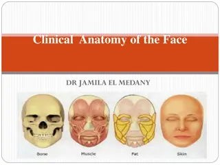 Clinical Anatomy and Muscles of the Face Explained