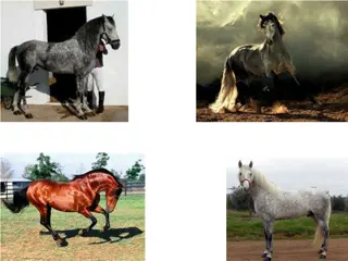 Horse Breed Characteristics Overview