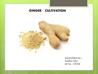 Ginger Cultivation: A Comprehensive Guide for Farmers in India