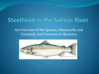 Challenges and Efforts for Steelhead Recovery in Salinas River Watershed