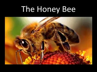 Fascinating Facts About Honey Bees