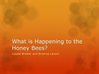 The Devastating Impact of Colony Collapse Disorder on Honey Bees