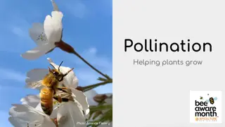 Pollination: How Bees Help Plants Grow