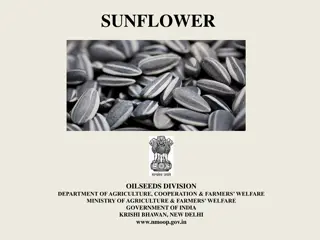 Sunflower Cultivation: Global Scenario and Production Data