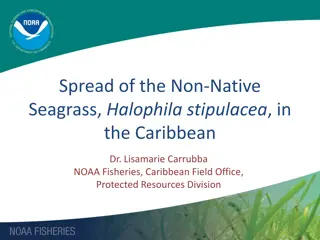 Spread of Halophila stipulacea in the Caribbean: A Growing Concern