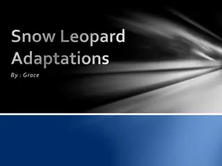 Snow Leopard - Amazing Adaptations and Behavior