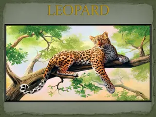 The Fascinating World of Leopards