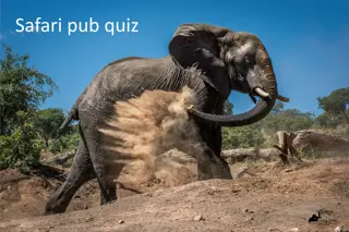 Safari Pub Quiz: Test Your Animal Knowledge Rounds