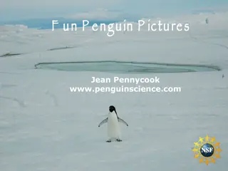 Fascinating Adélie Penguins of Antarctica