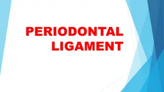 Periodontal Ligament: Composition, Functions, and Structure