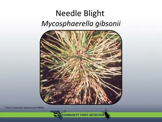 Needle Blight Mycosphaerella Gibsonii: Symptoms, Host Plants, and Management