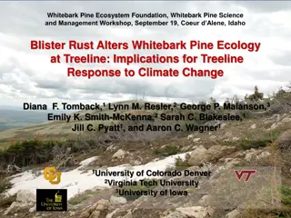 Implications of Whitebark Pine Blister Rust on Treeline Ecology